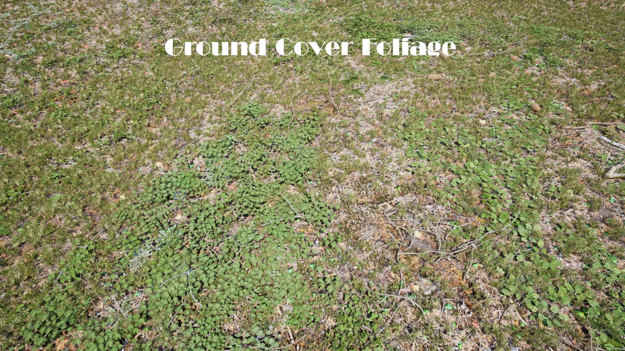 Media 1 for listing Ground Cover Foliage