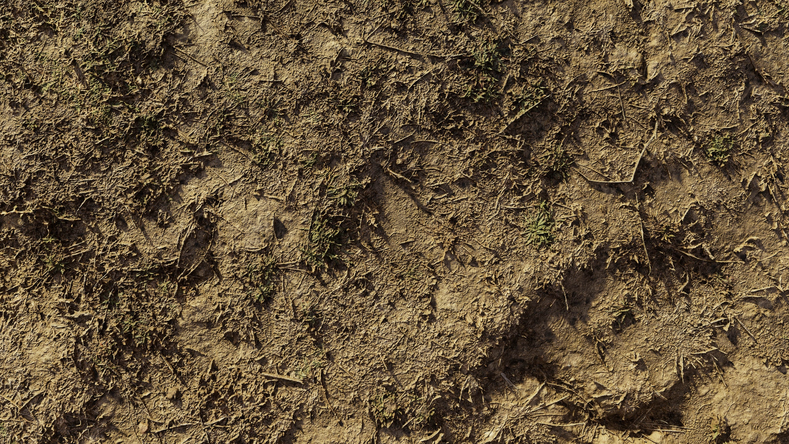 商品 autumn_grassdirt_ground_scan_06102024 的媒体 1