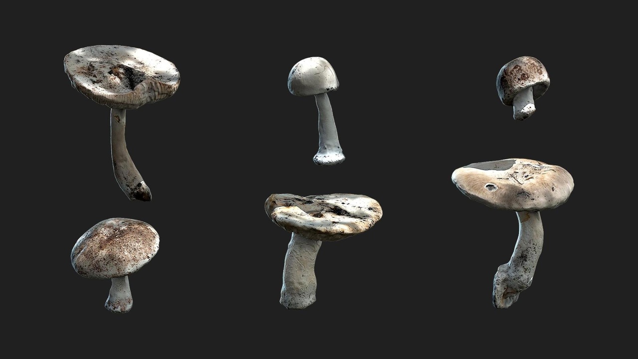 Media 1 for listing White Button Mushroom