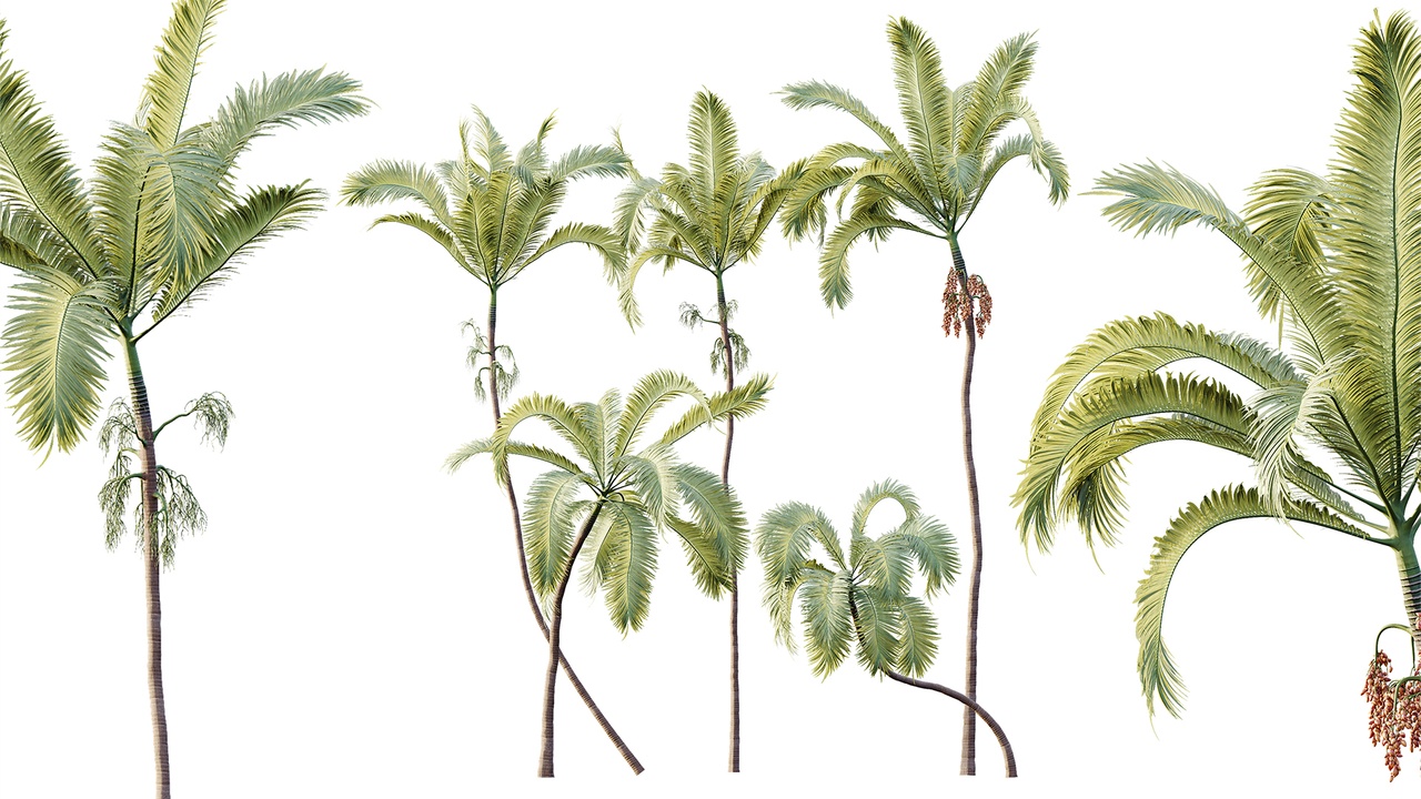 Media 1 for listing AV Plant Areca Catechu 6 Palm Trees 02