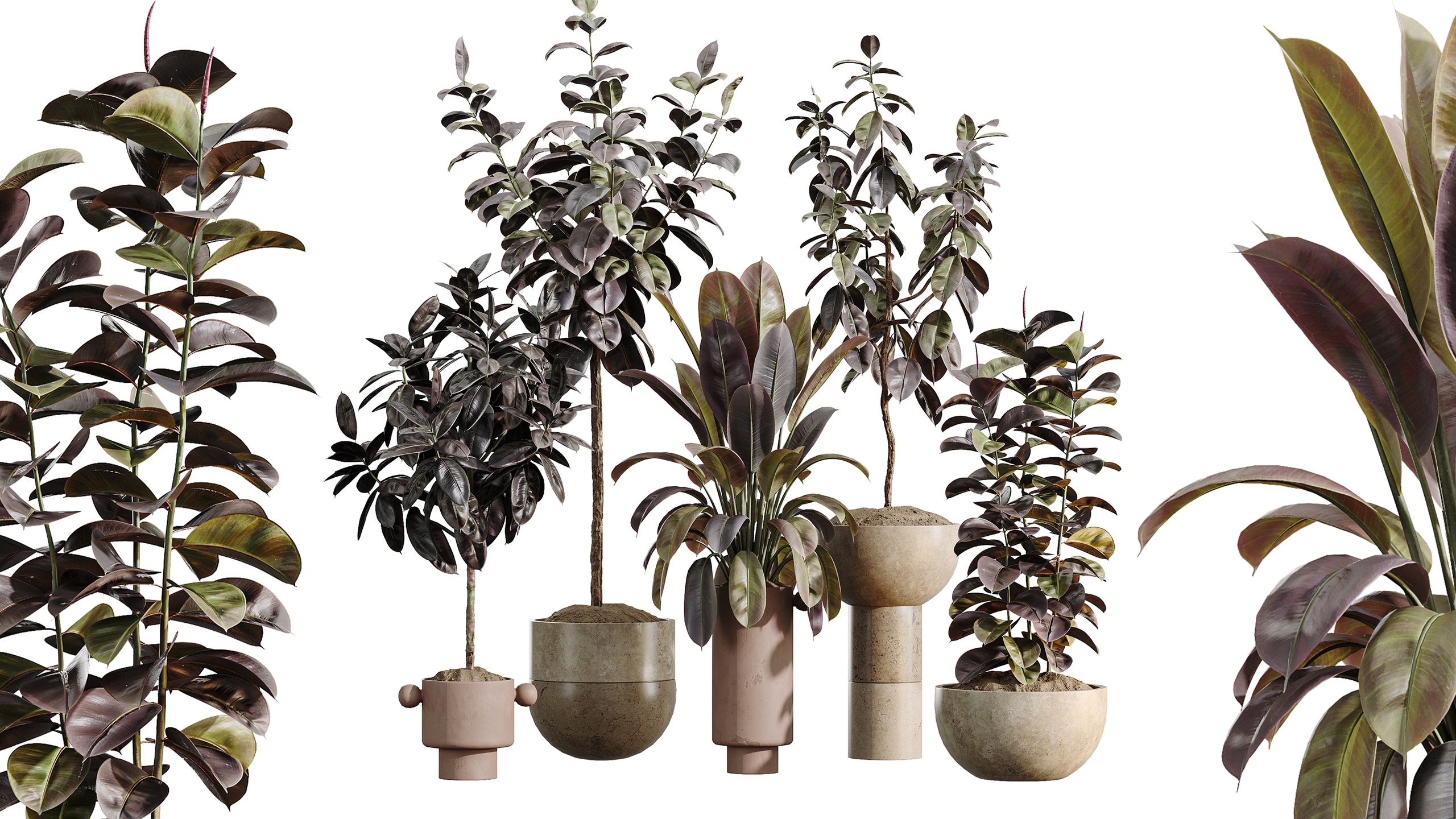 Media 1 for listing AV Indoor Plants Set 486 Rubber Ficus Elastica Abidjan Melany