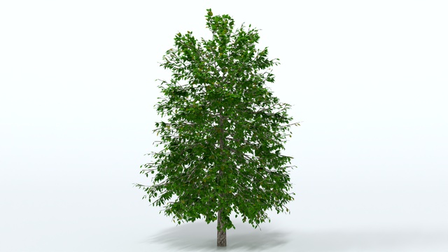 Forest Tree | Fab