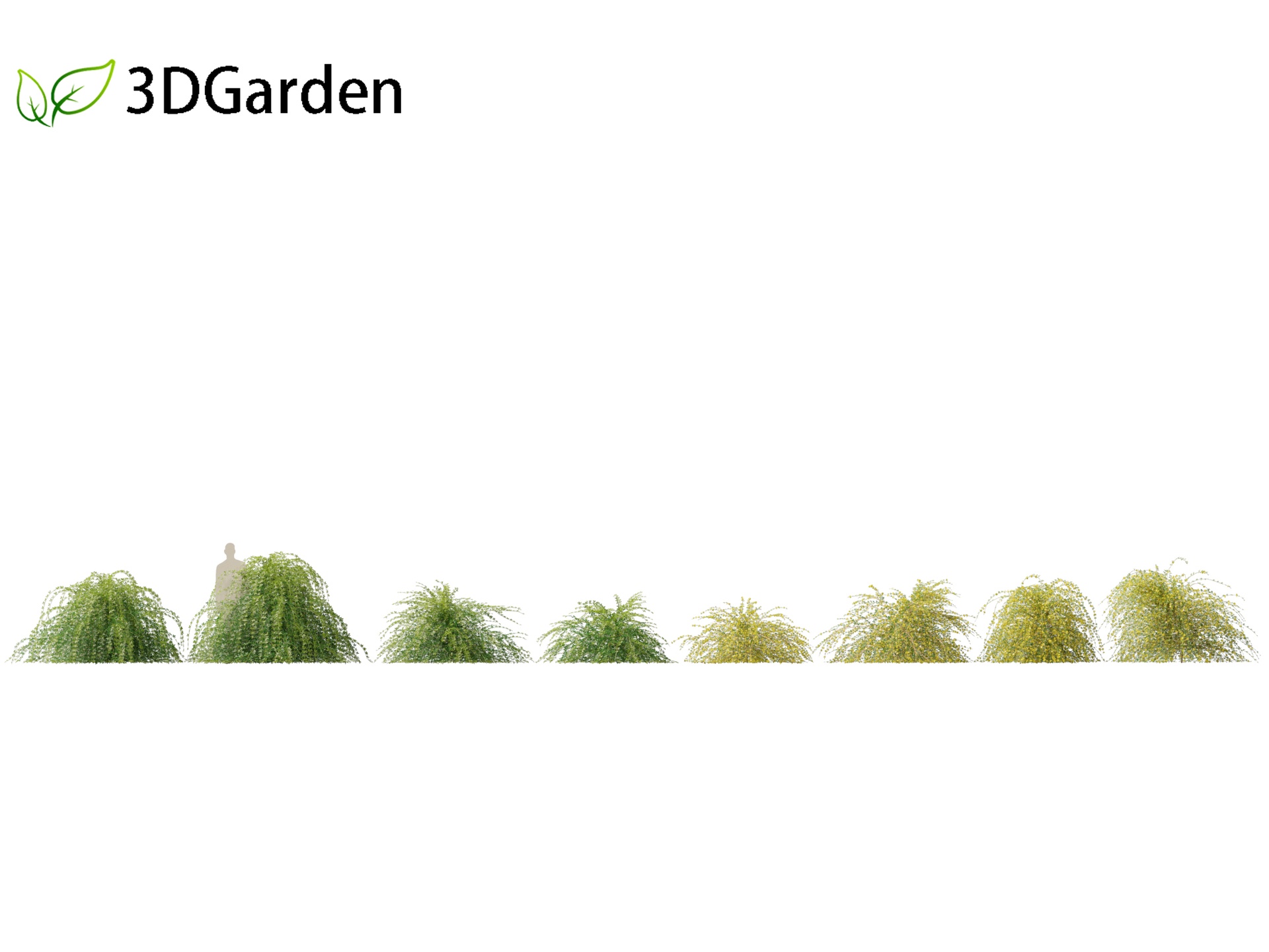 Media 1 for listing jasminum nudiflorum - Winter jasmine 01