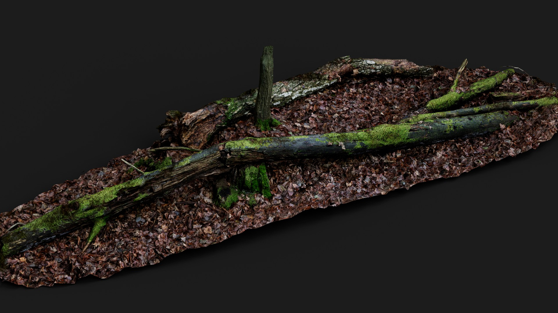 broken tree trunks forest ground PBR photogrammetry | Fab