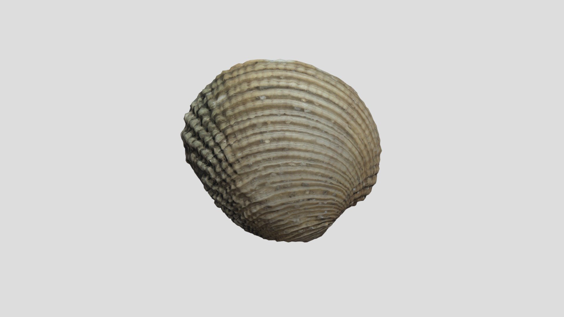 Seashell 7 | Fab