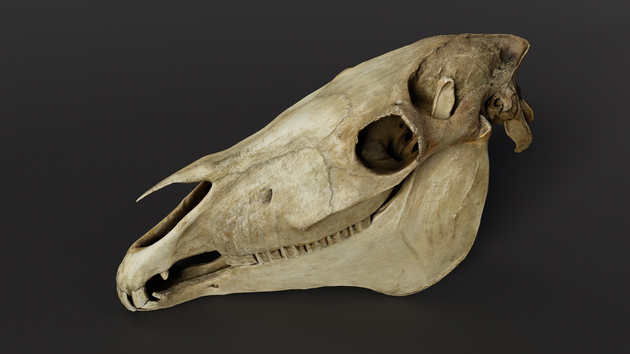 Media 1 for listing Horse Skull