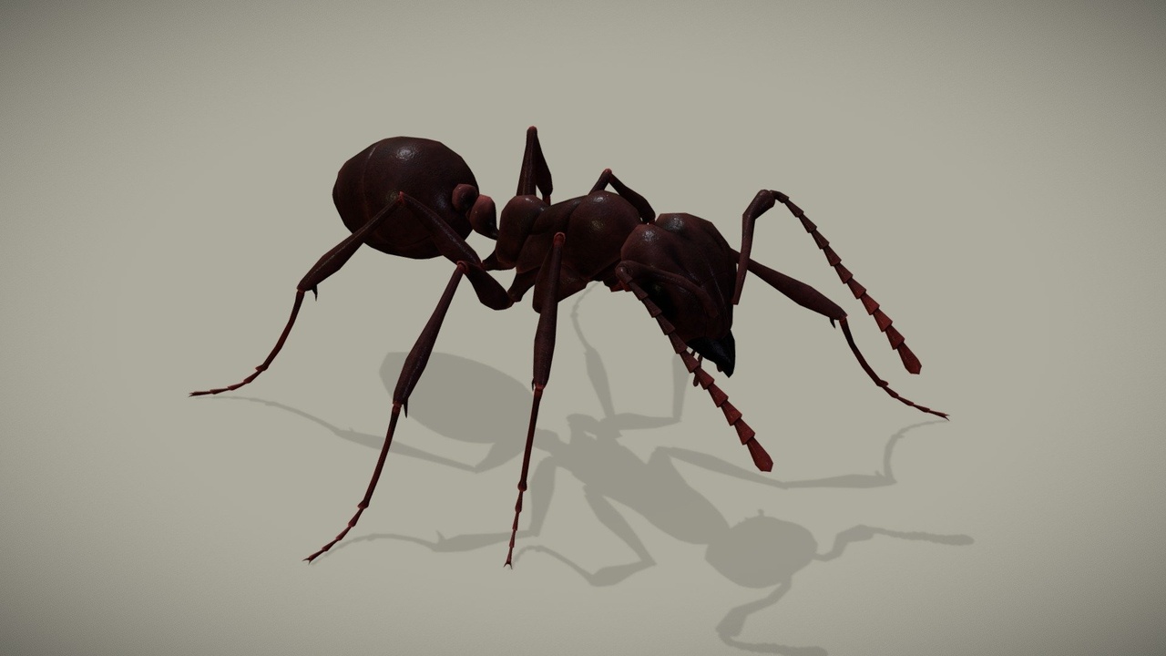 Media 1 for listing Ant
