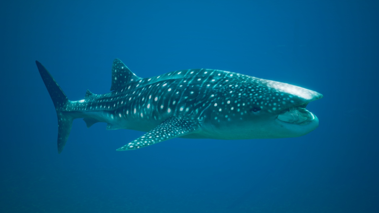 Media 1 for listing Whaleshark