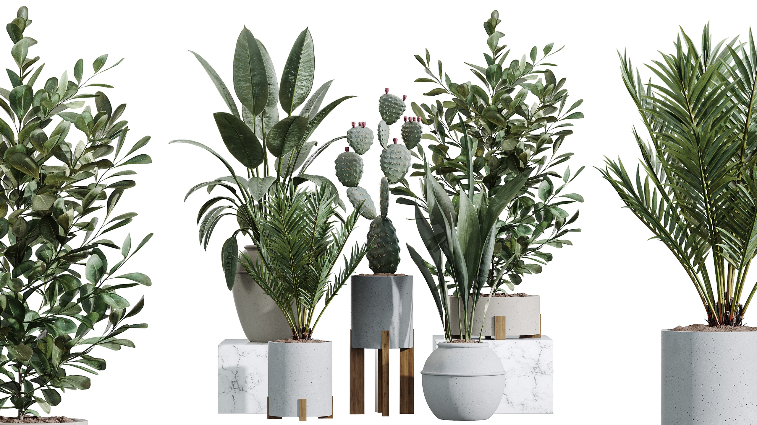 Media 1 for listing AV Indoor Plants Set 446 Ficus palm cactus