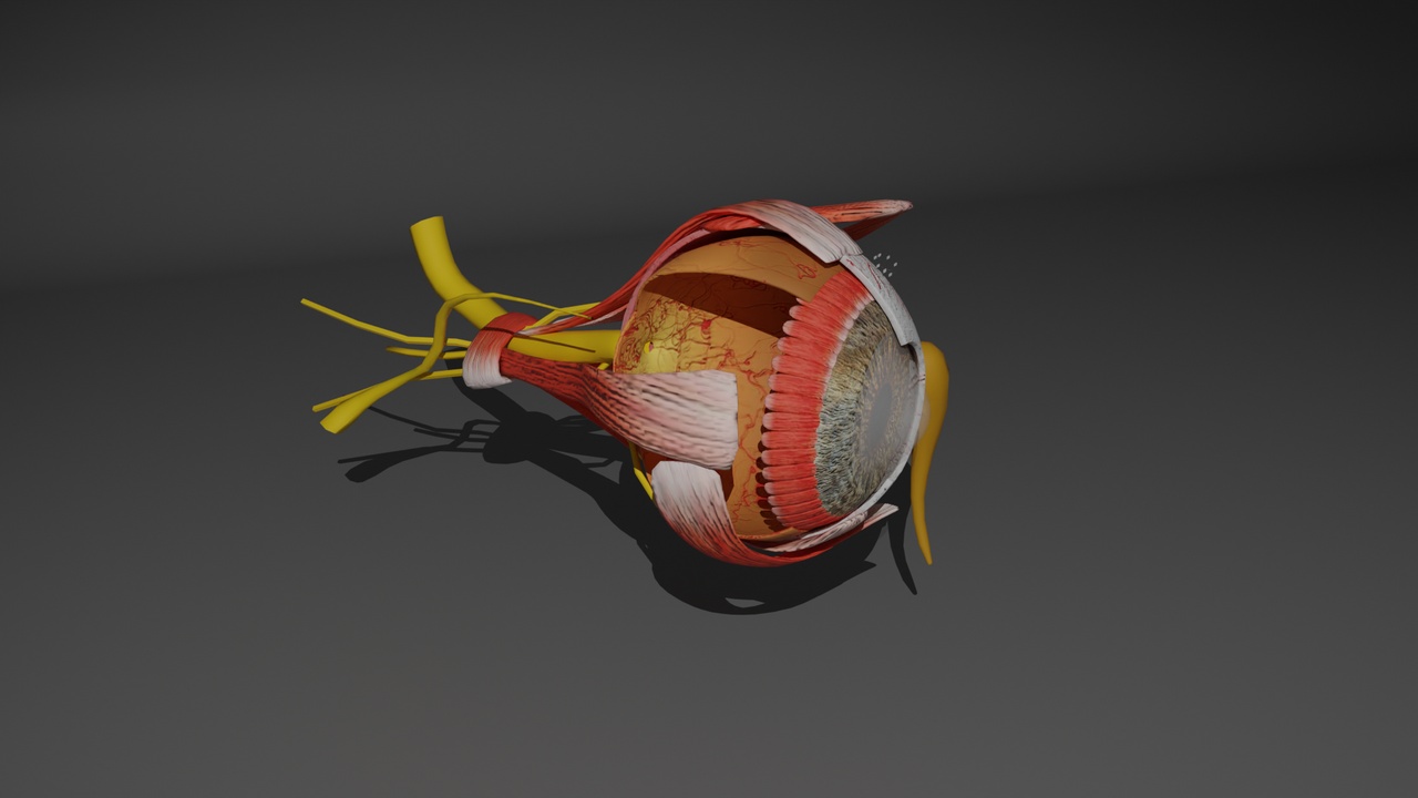 Media 1 for listing 3D human eye model