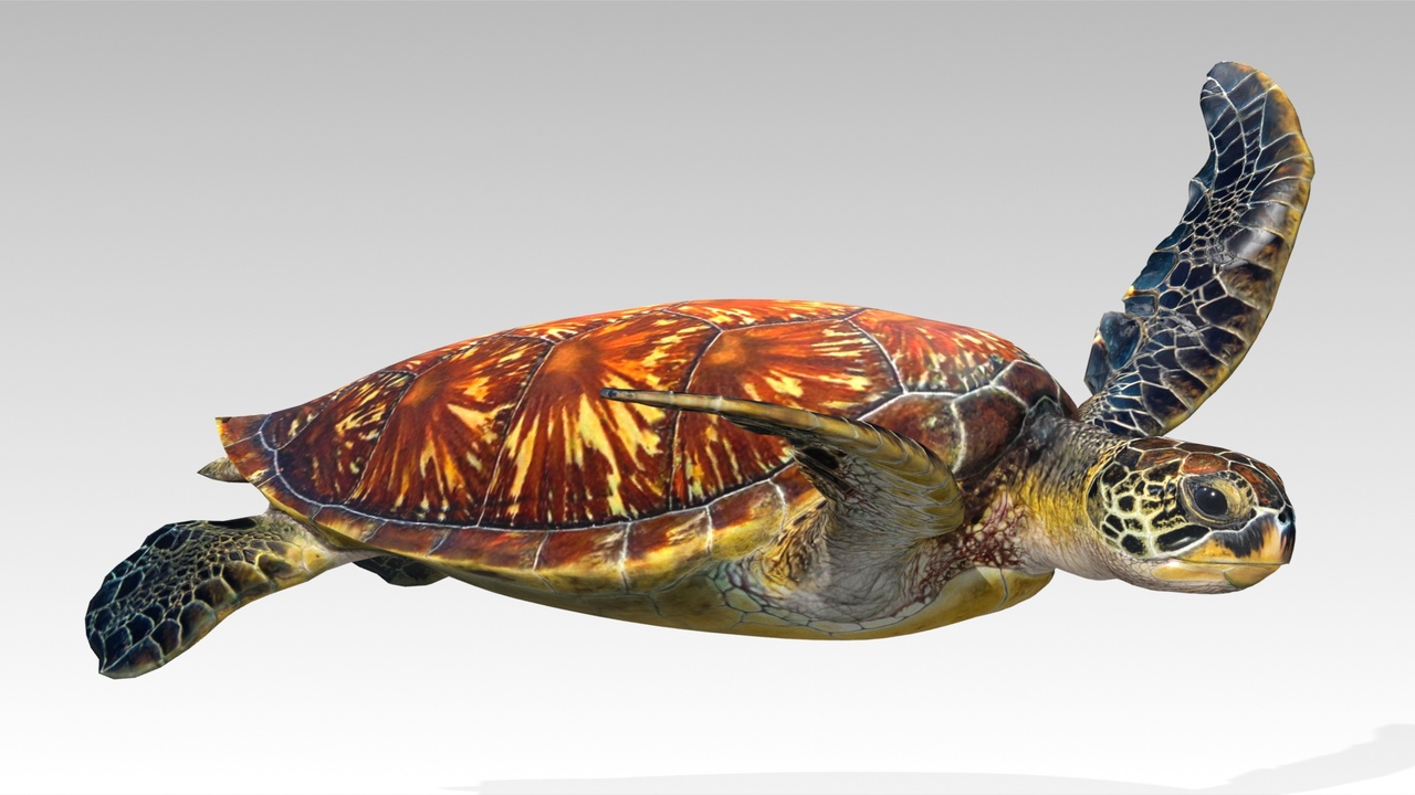 Media 1 for listing Green Sea Turtle Animated
