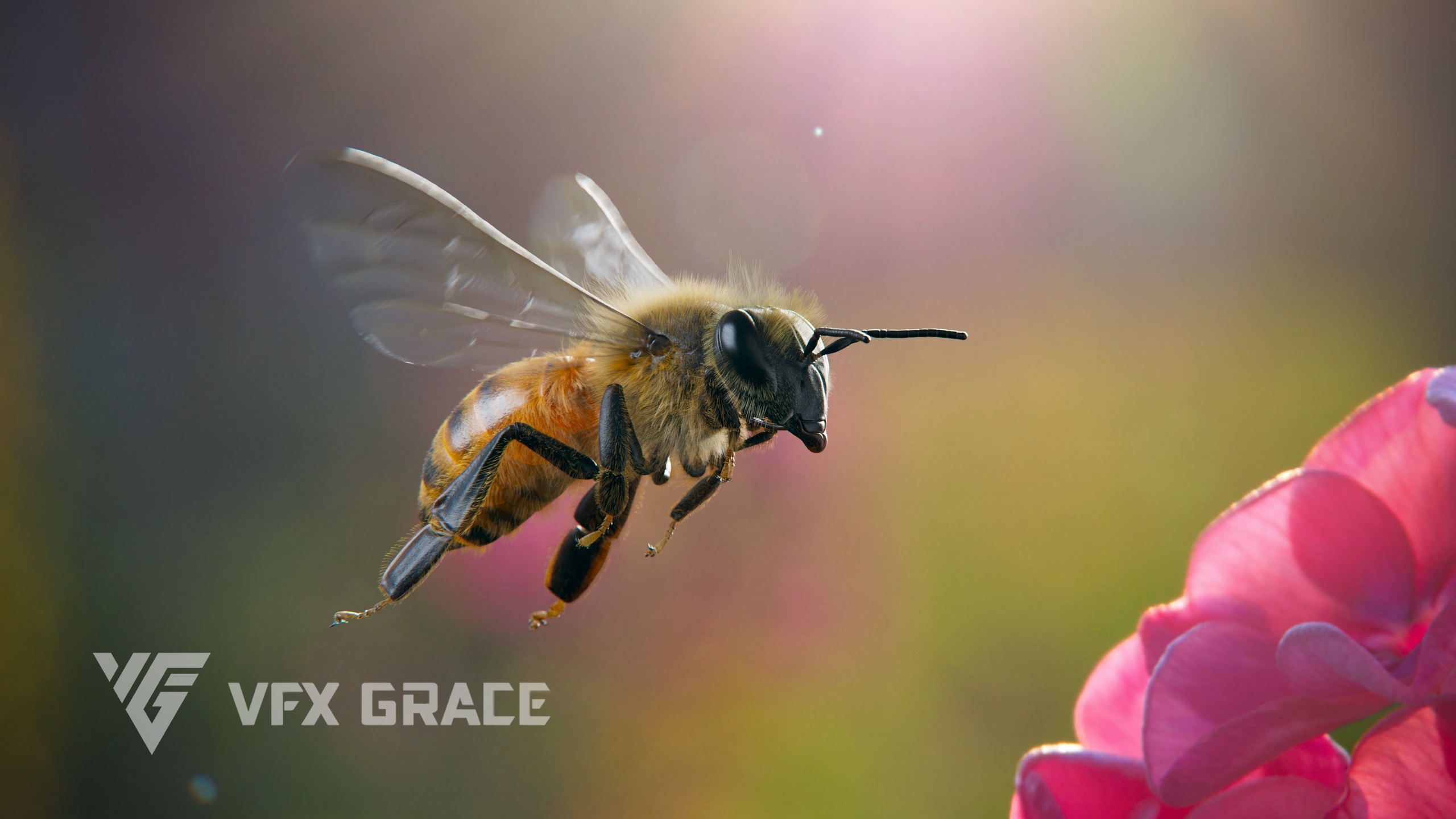 Media 1 for listing Honey bee Animation