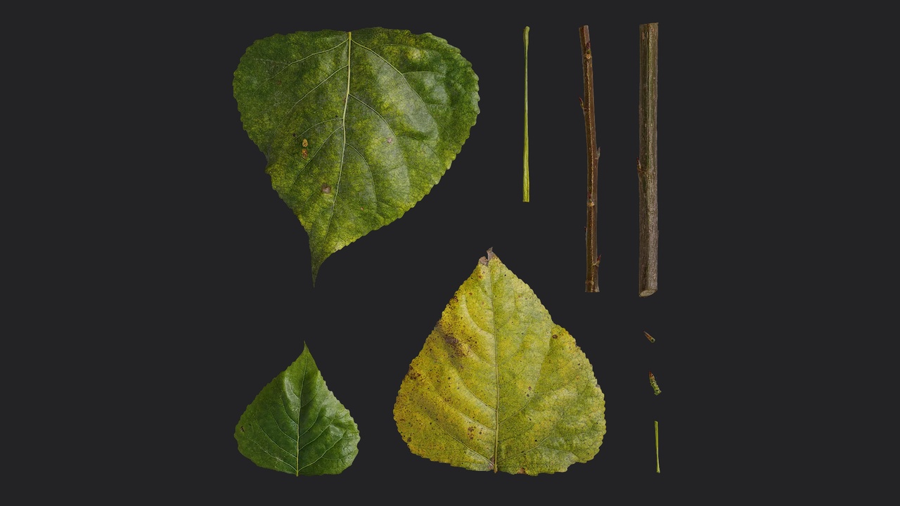 Media 1 for listing AD Populus Leaf 01 F