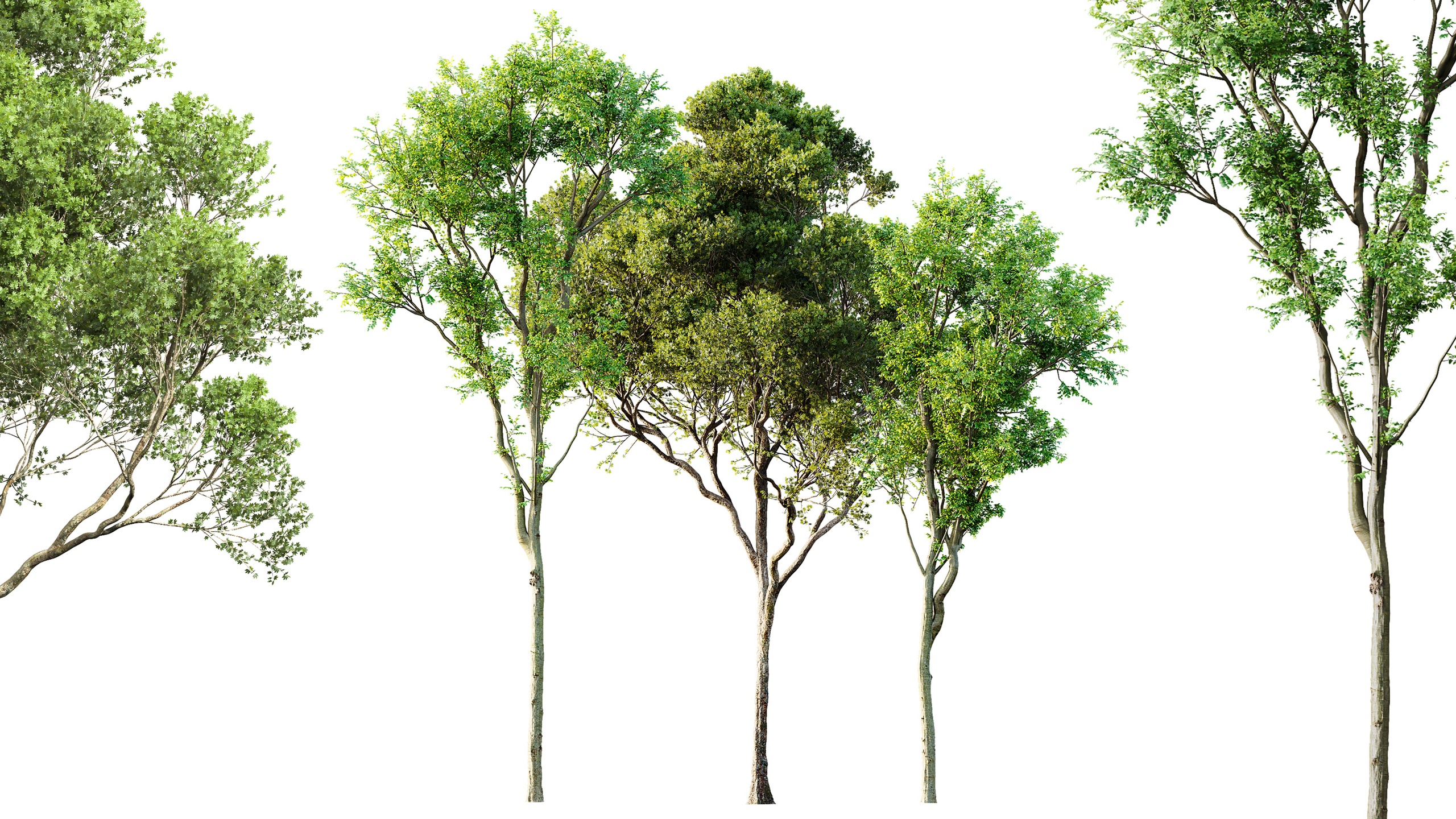Media 1 for listing AV Celtis Australis and Acer Pseudoplatanus