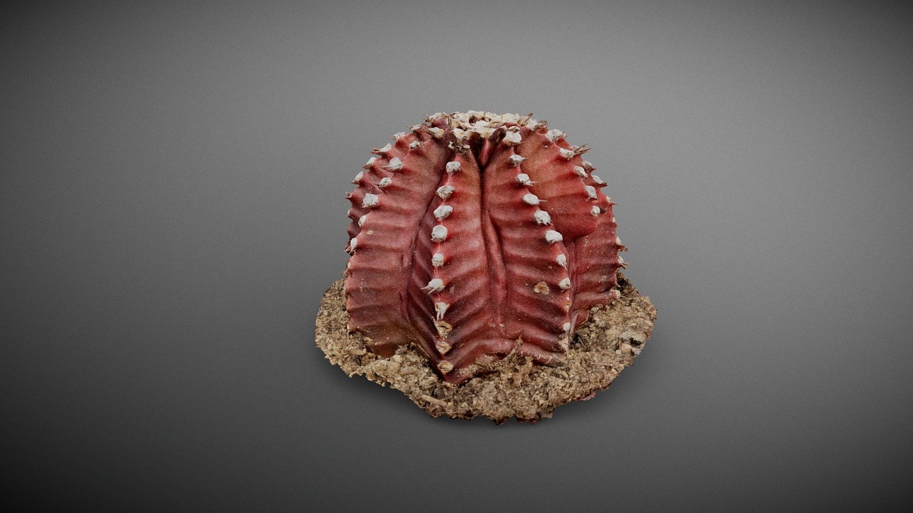 File multimediali per l'articolo Red cut cactus: 1