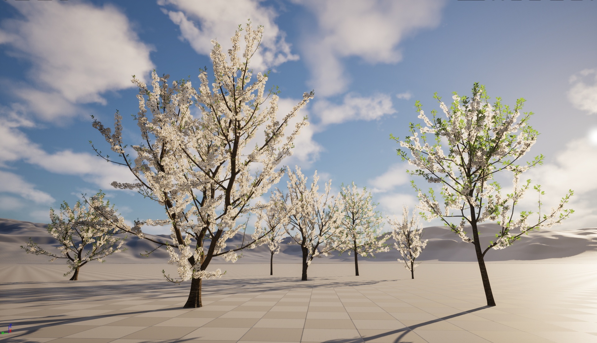 Media 1 for listing Nanite Wind Plants - Prunus avium – Sweet cherry