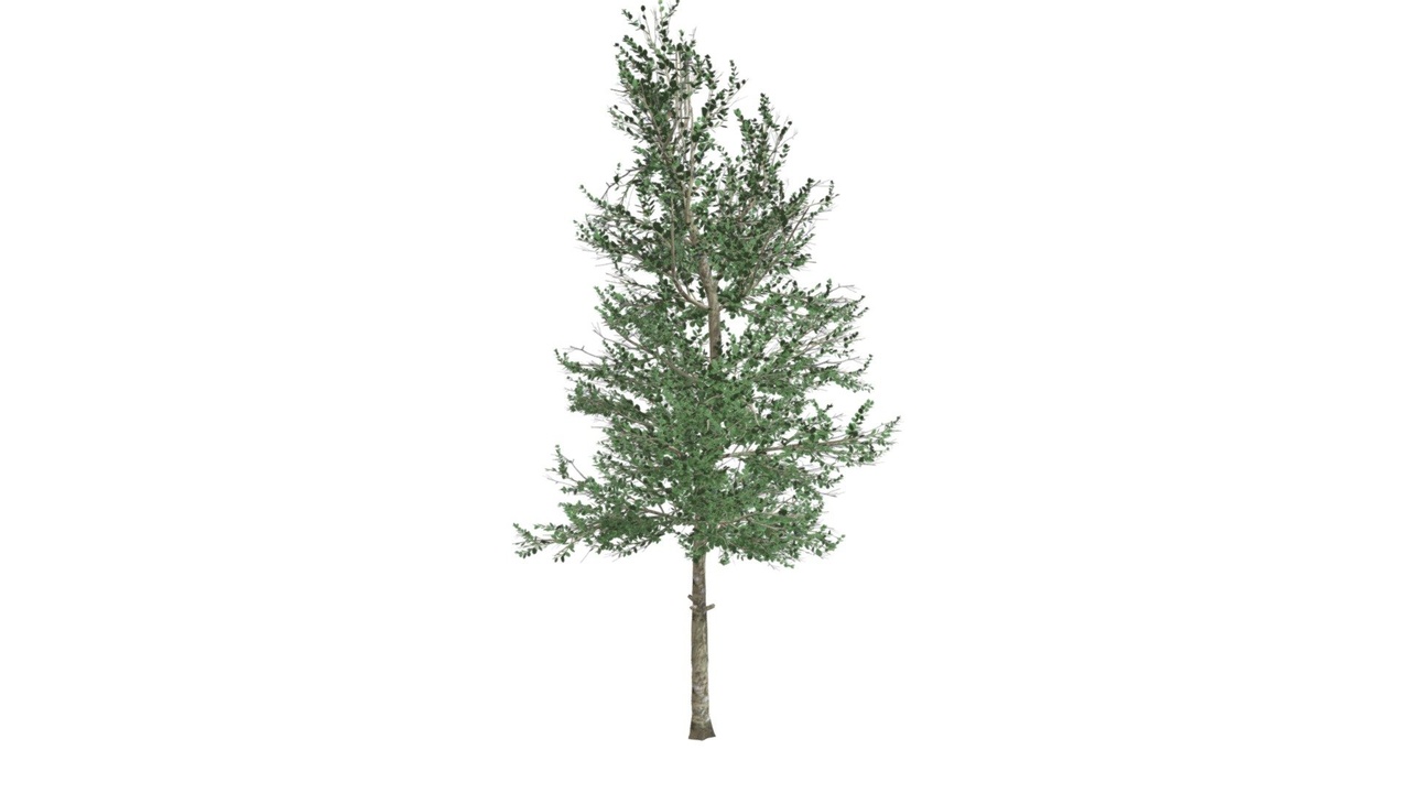 Media 1 for listing Carolina Buckthorn Tree #08