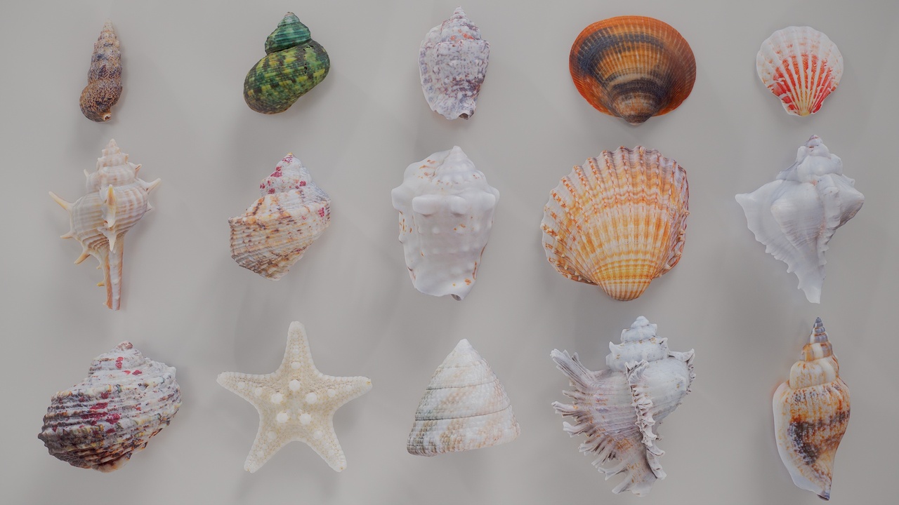 Media 1 for listing 15 3D Scanned Shell Collection 2