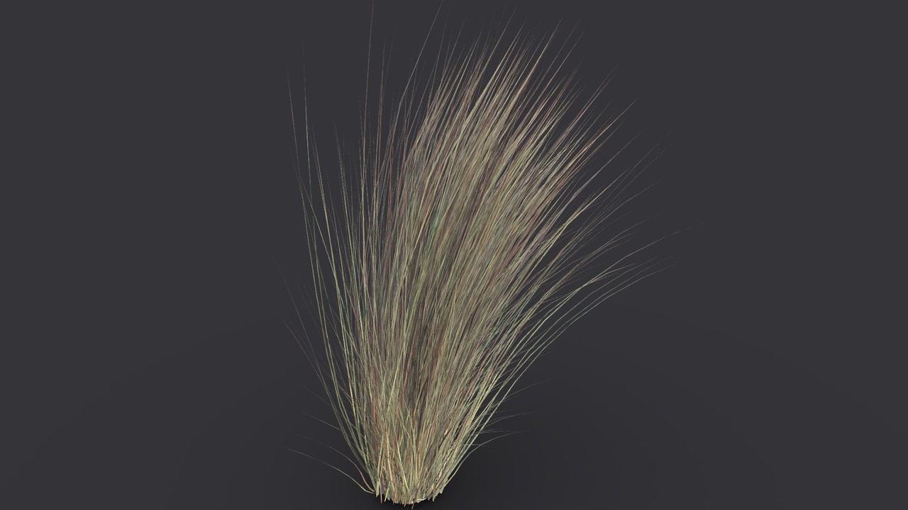Média 1 pour l'article Dry Little Bluestem Grass