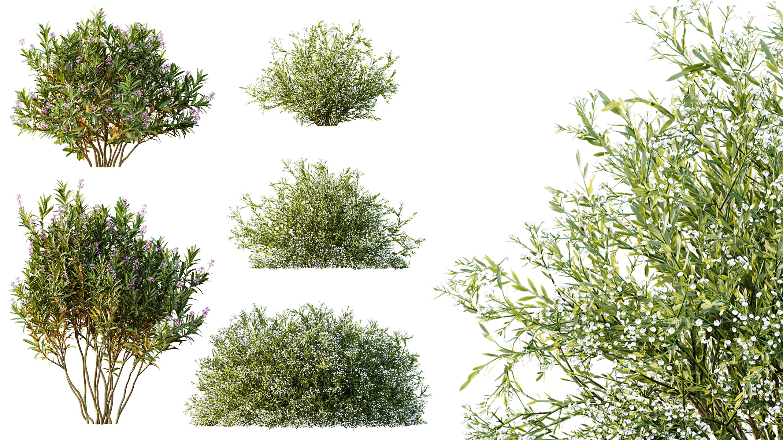 Media 1 for listing AVNerium Oleander Laurier Kaner Rose Pink Gypsophila Paniculata Snowflake Breath