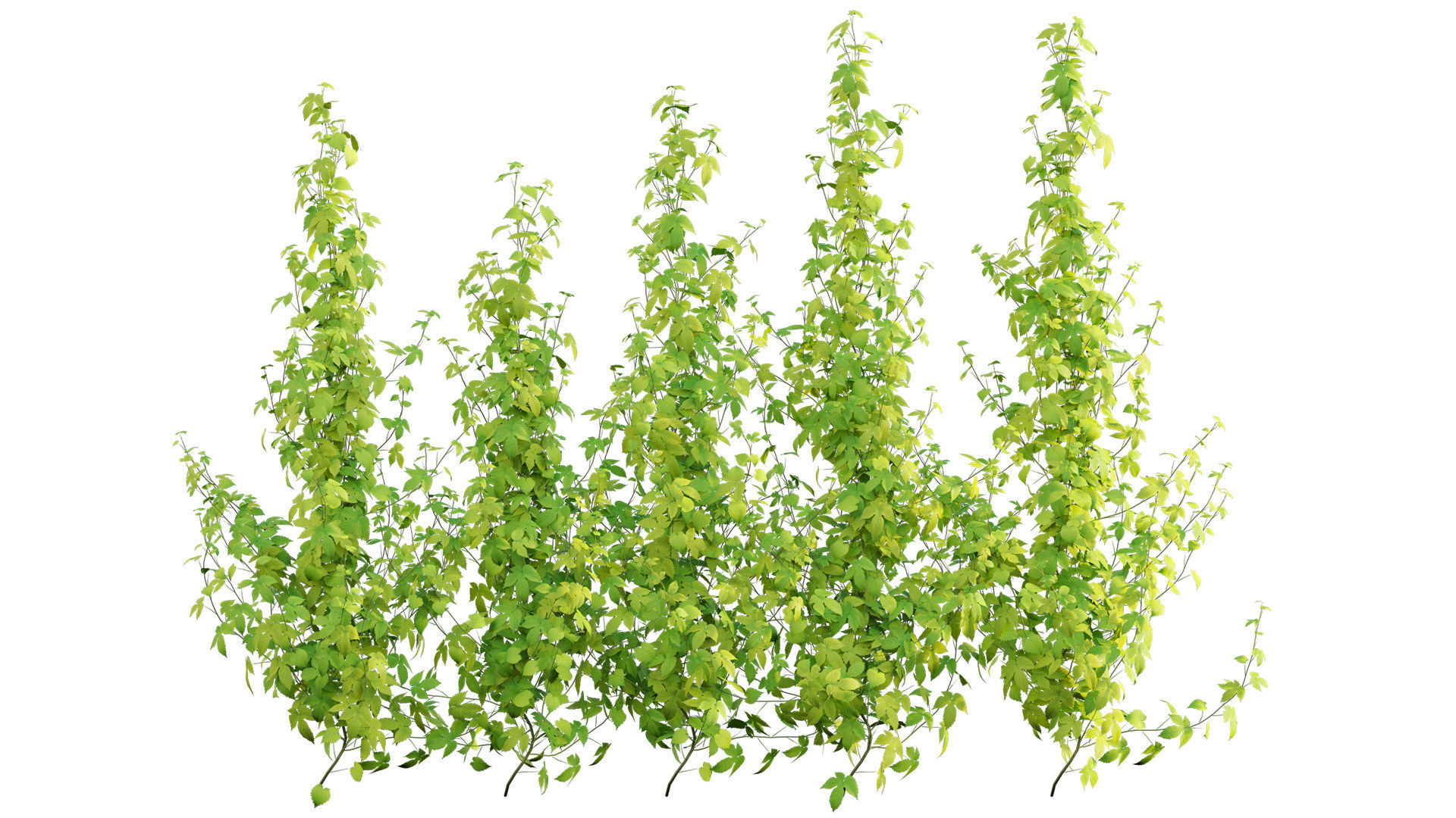 Humus Lupulus Tree Humulus lupulus 02 | Fab