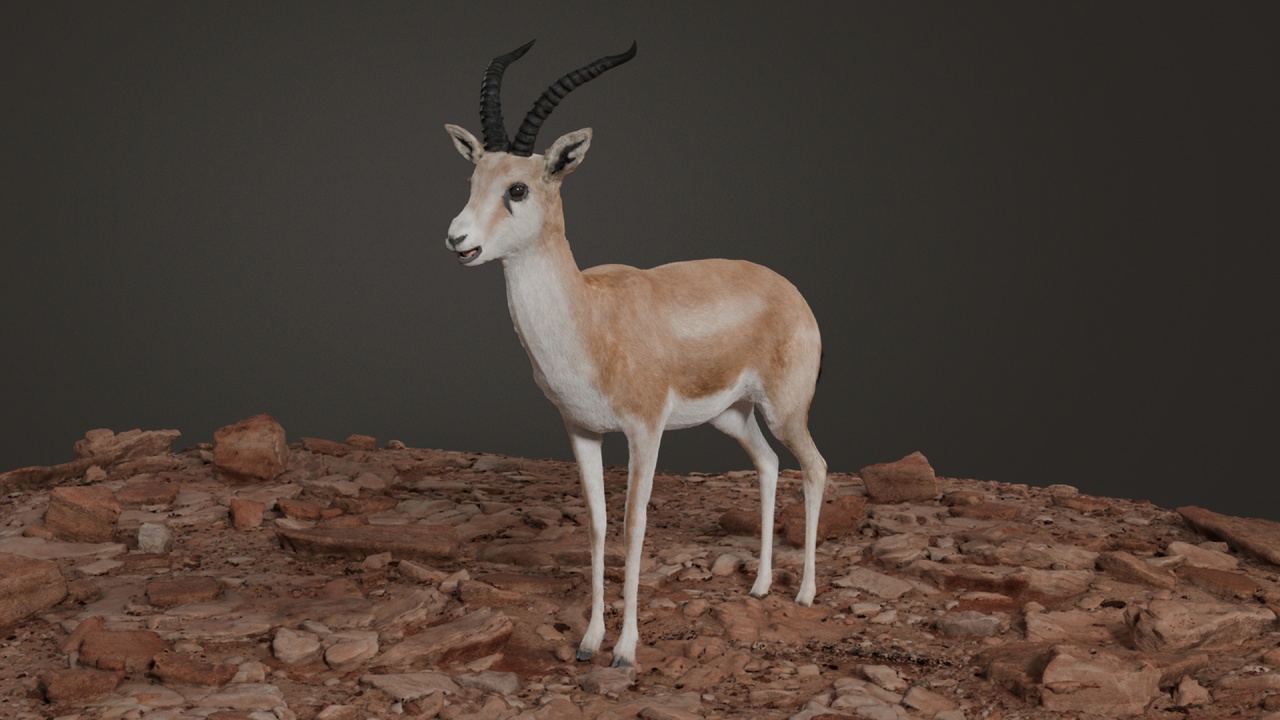Media 1 for listing Animated 3D Model – Realistic Sand Gazelle - 8K Textures
