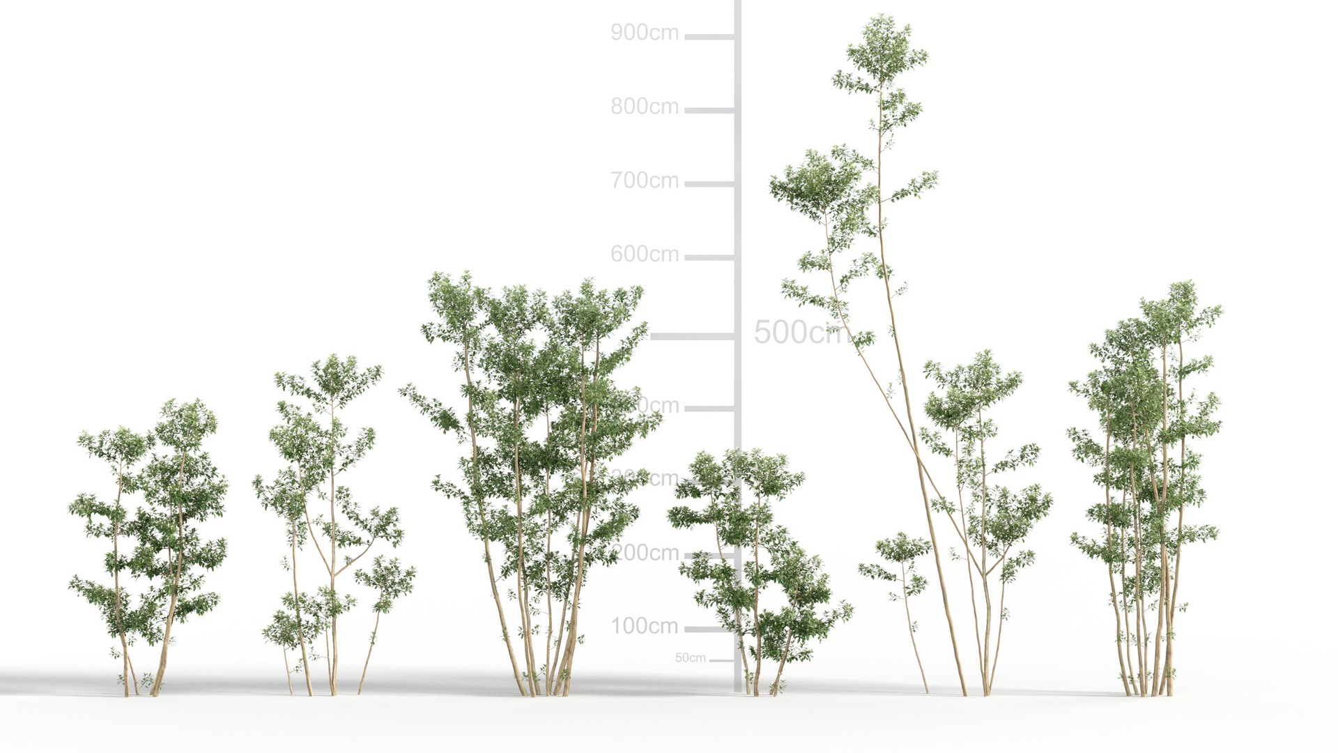 Media 1 for listing Japanese Small Tree 15