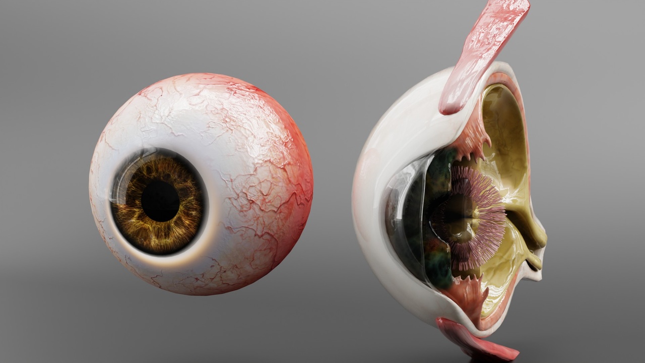 Media 1 for listing Human Eyeball Requirements And Cross-Sectional View for Blender