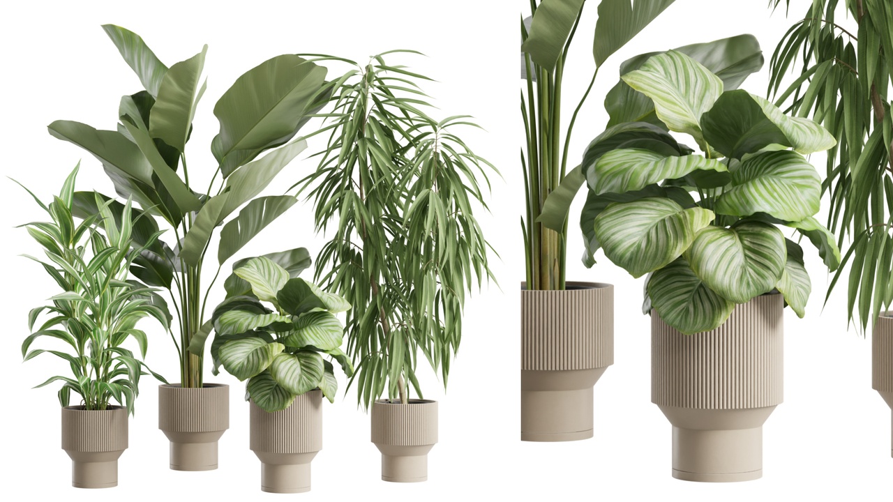 Media 1 for listing Indoor Plants Pack 92