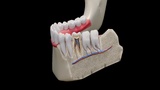 Human Tooth Anatomy Cross-Section - Dental Medical Model | Fab