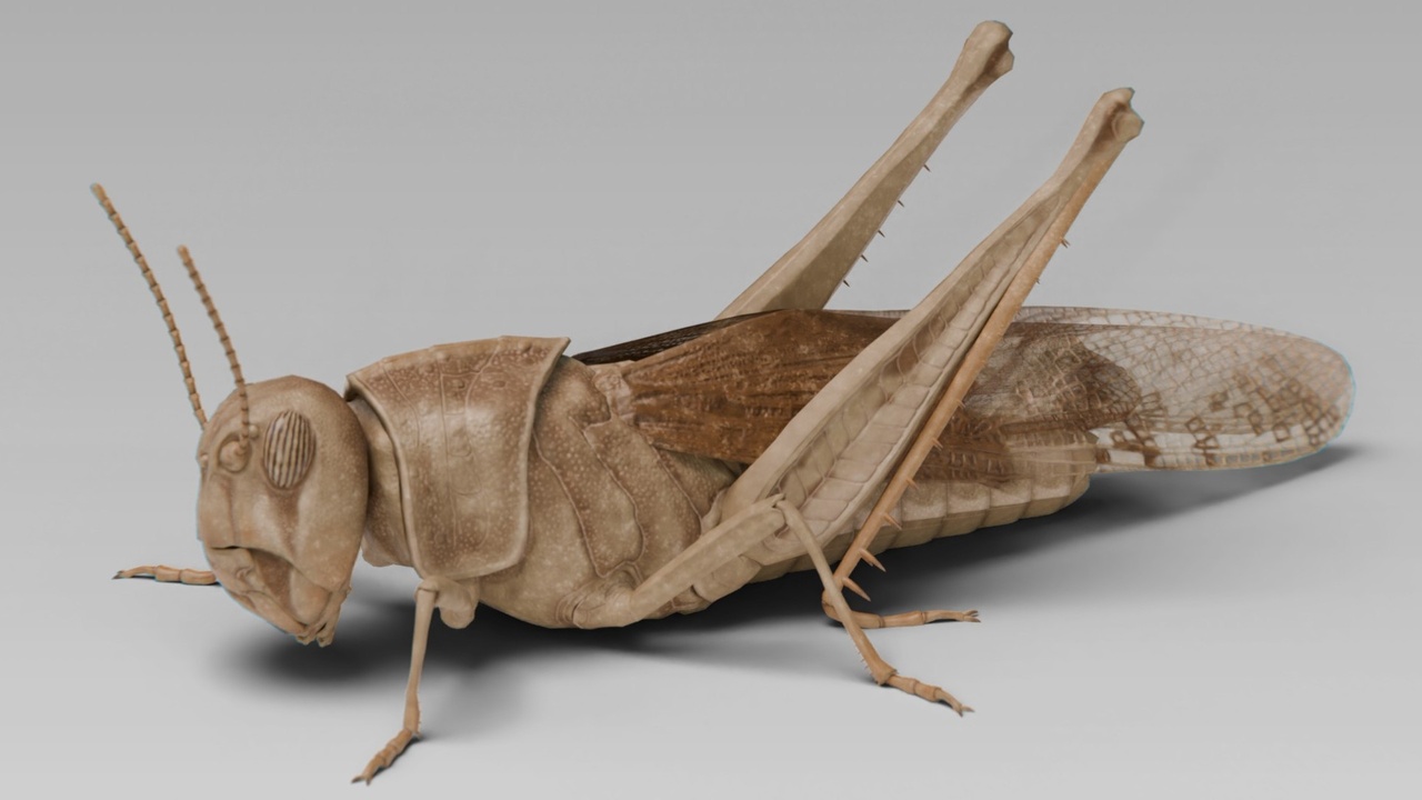 出品Locust Grasshopperのメディア1