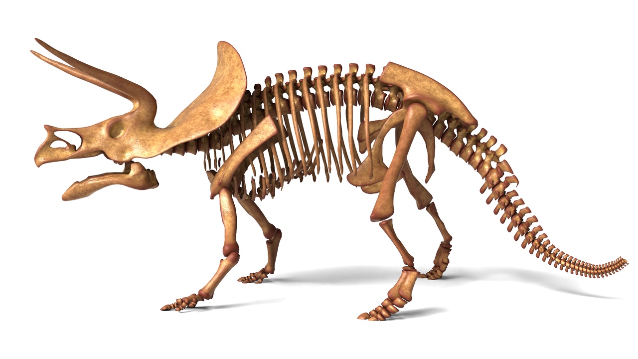 Media 1 for listing Triceratops Rigged Skeleton – Iconic Horned Dinosaur