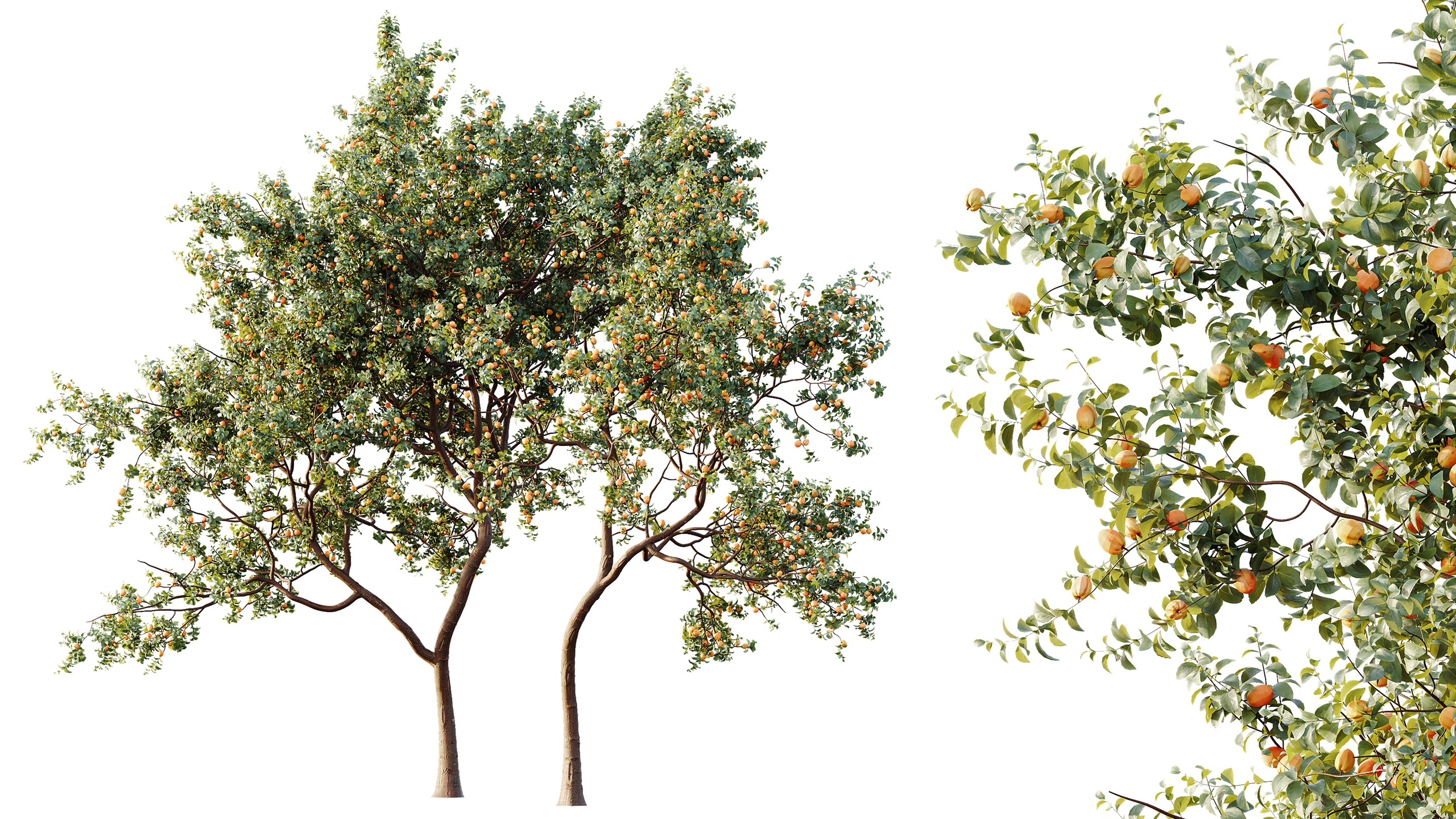 Media 1 for listing AV Plant Armeniaca Vulgaris Prunus Fruit Tree 01