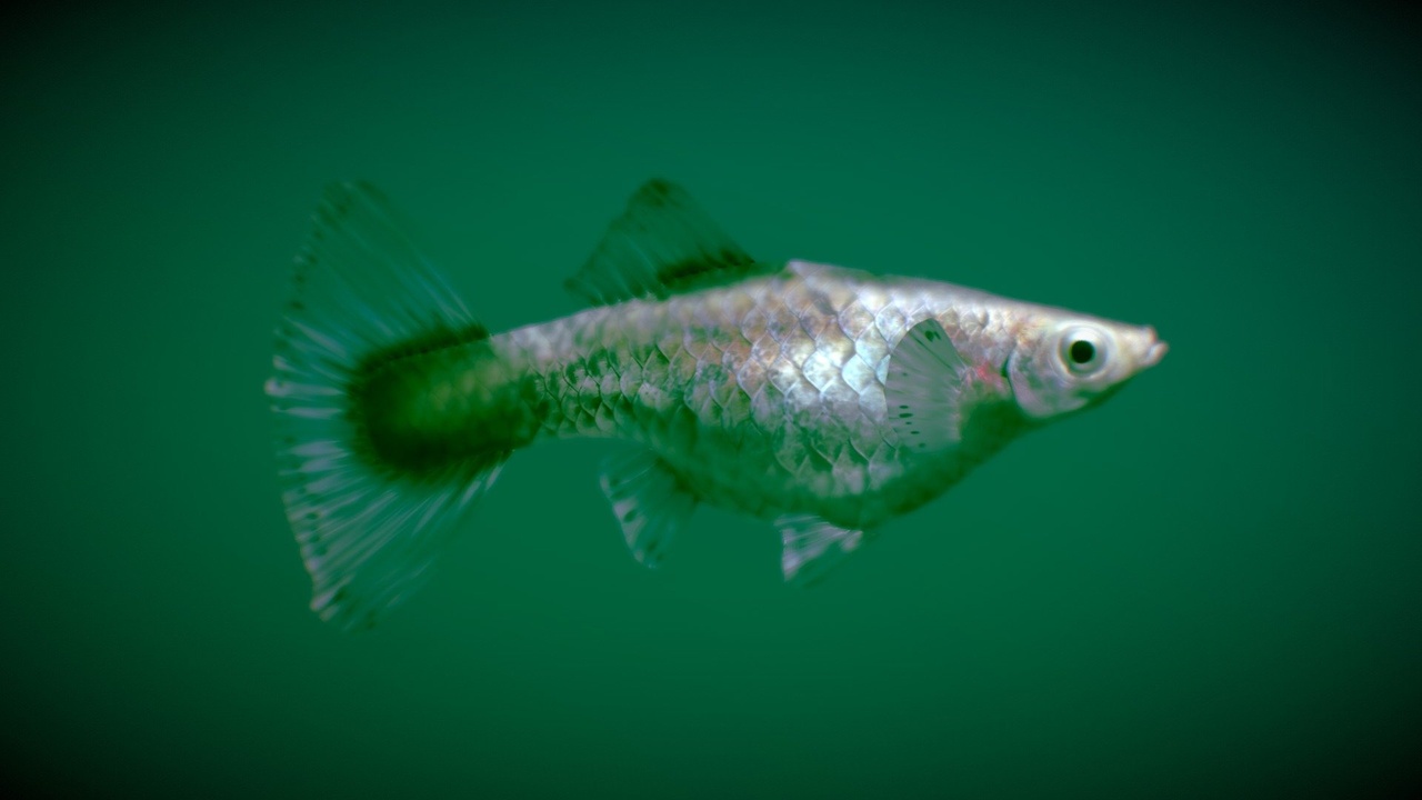 Media 1 for listing Guppy ♀