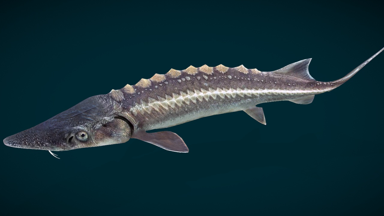 Media 1 for listing Atlantic Sturgeon Animated
