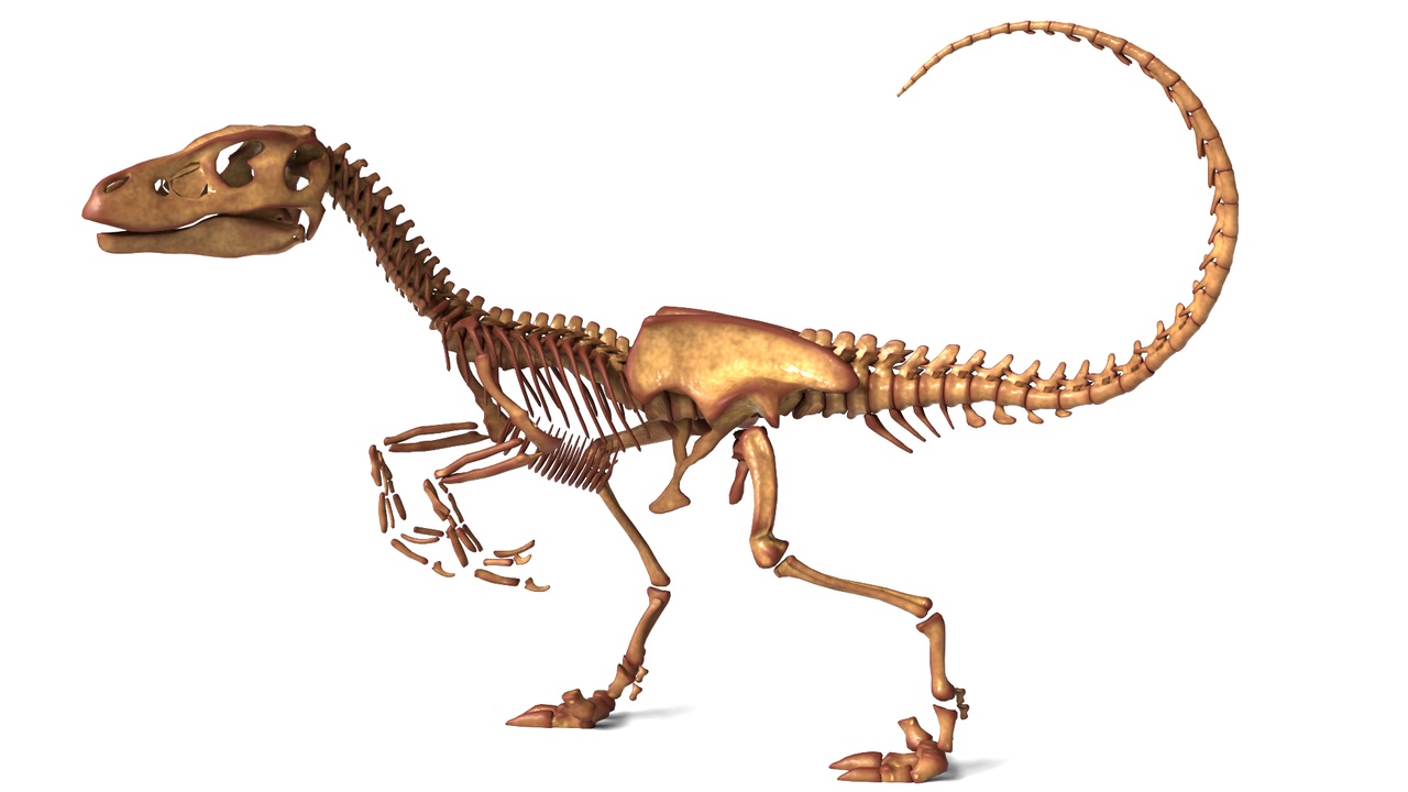 Media 1 for listing Velociraptor Rigged Skeleton – Lightweight Theropod Anatomy