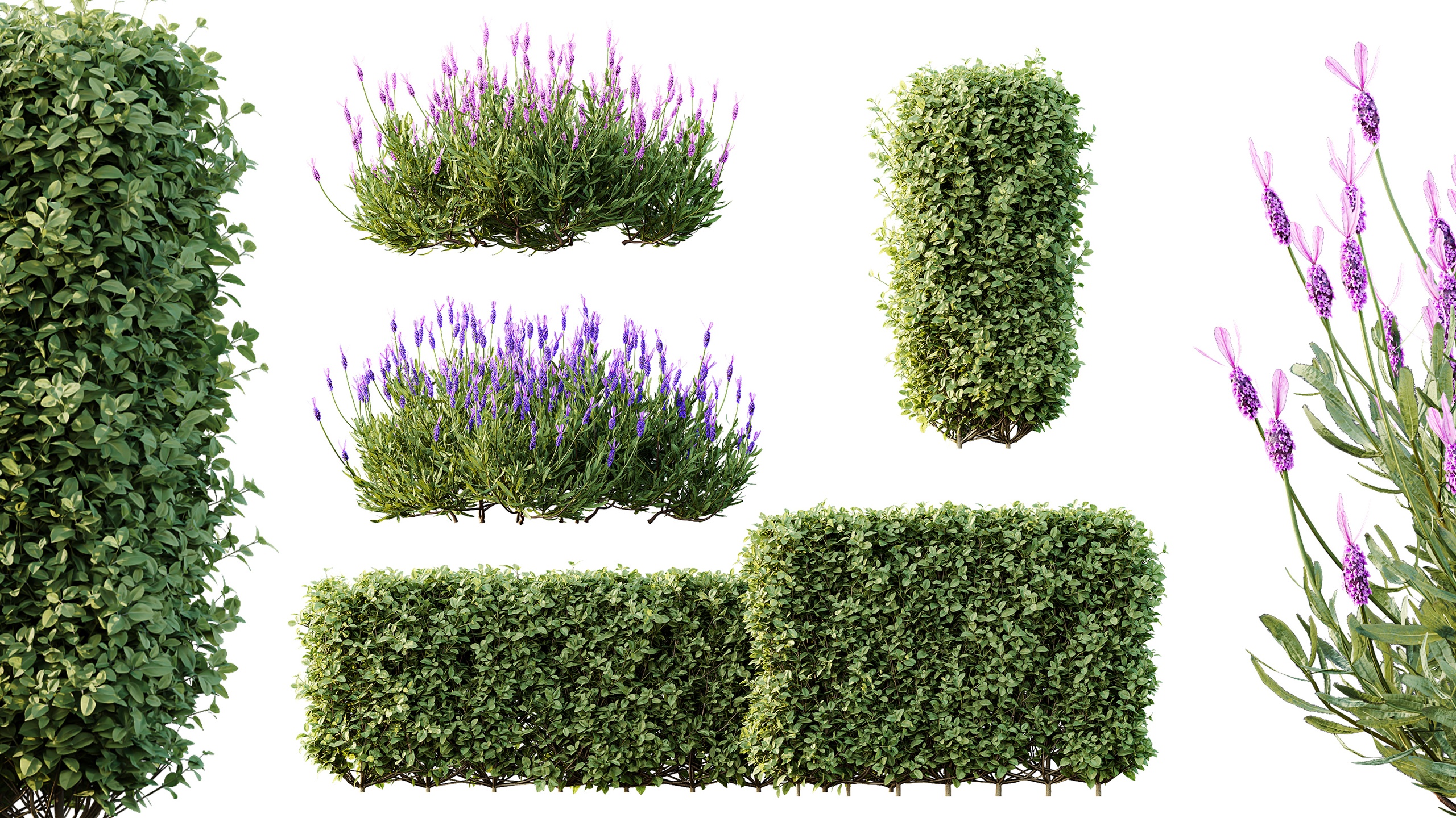Media 1 for listing AV Ligustrum Ovalifolium Argenteum Aureum Box Hedge Lavandula Pedunculata