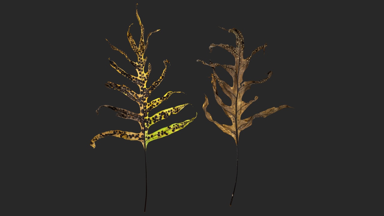 Media 1 for listing Old Lauae Fern