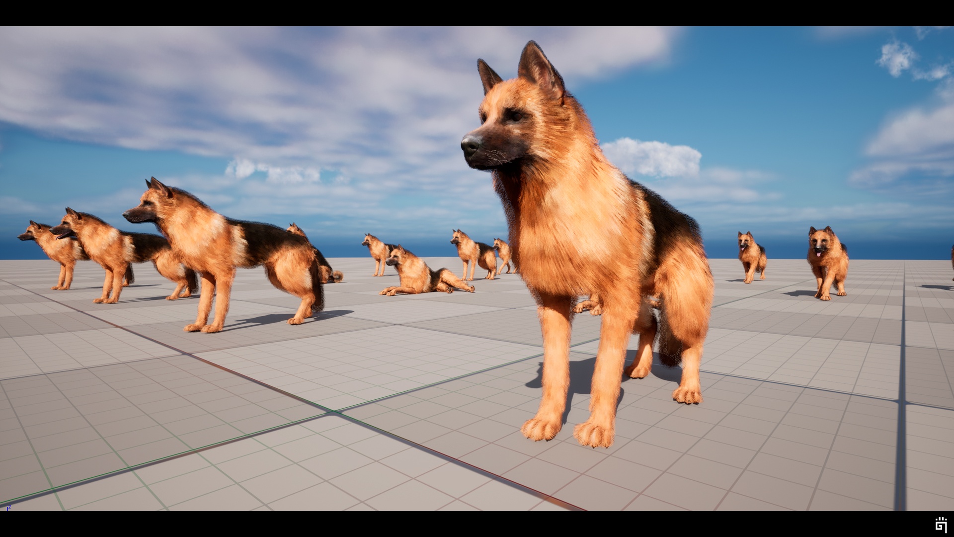 Media 1 for listing German Shepherd Dog