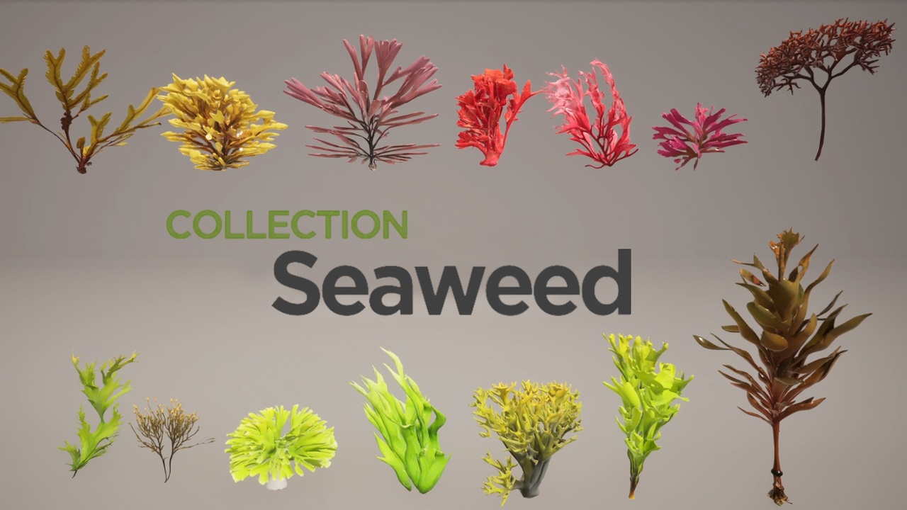 Media 1 for listing Seaweed Collection