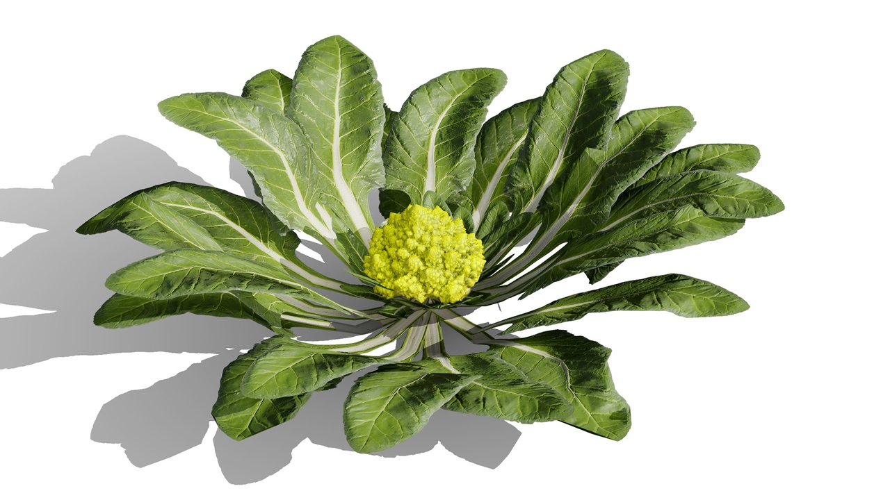 Media 1 for listing Romanesco vegetable plants