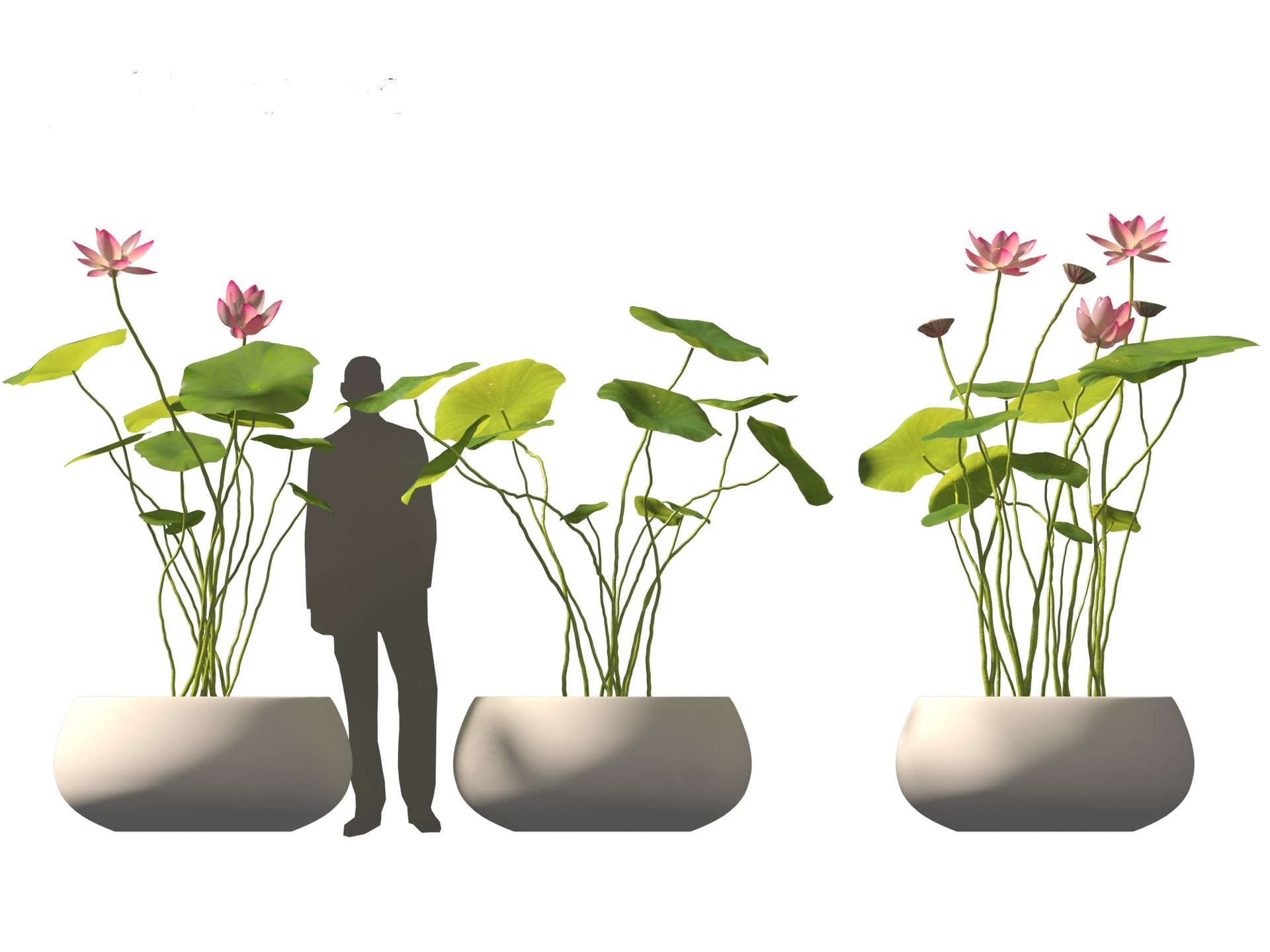 File multimediali per l'articolo Nelumbo - sacred lotus: 1
