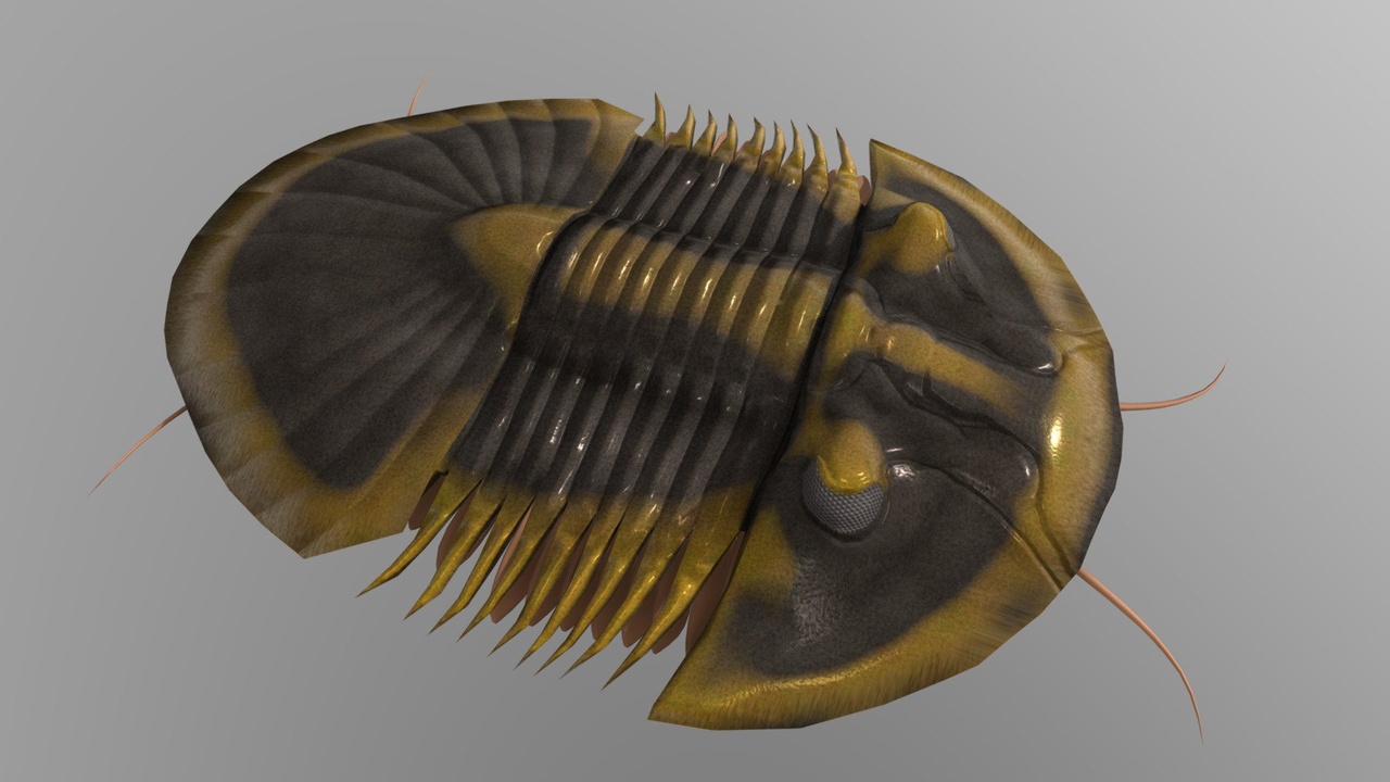 Media 1 for listing Trilobite Scutellum