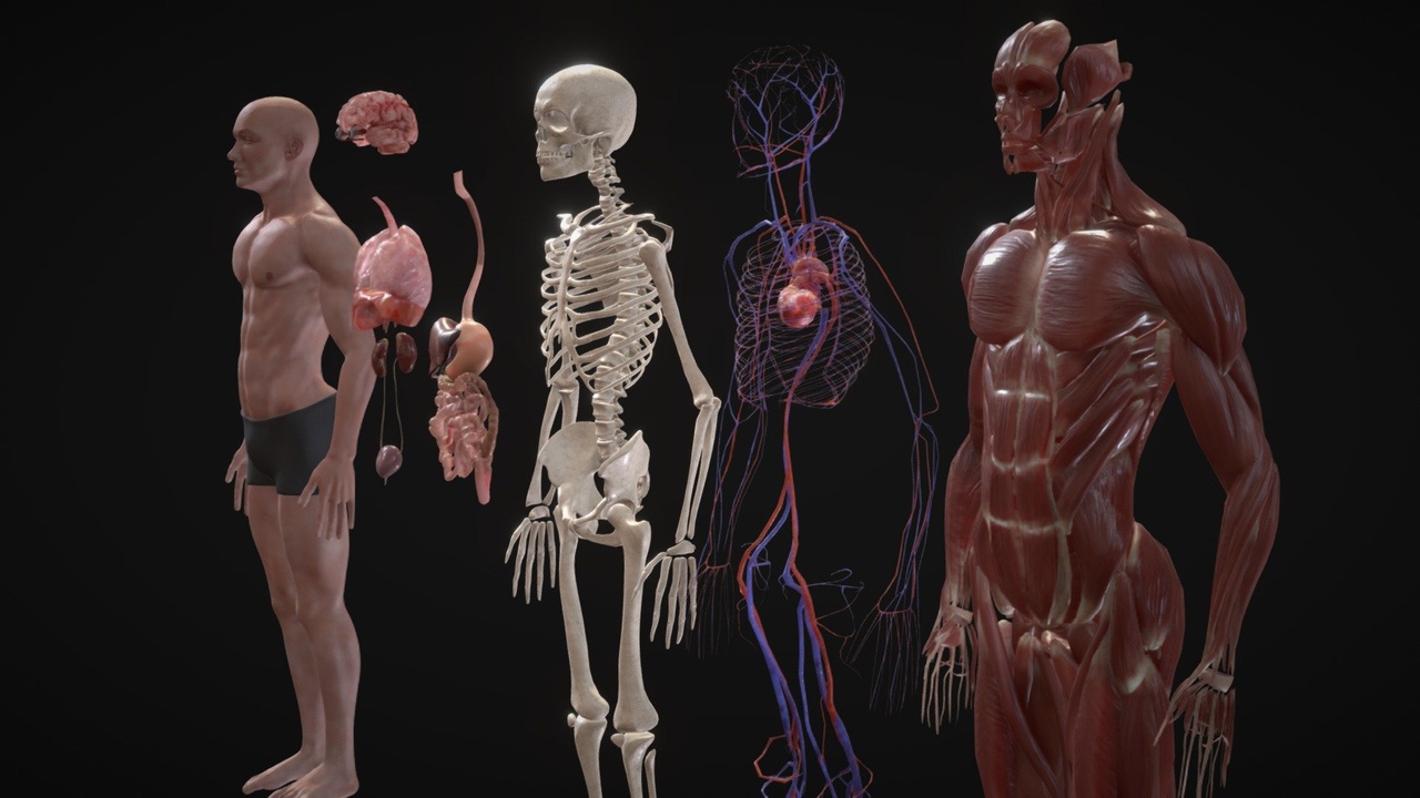 出品Animated Full Human Body Anatomyのメディア1