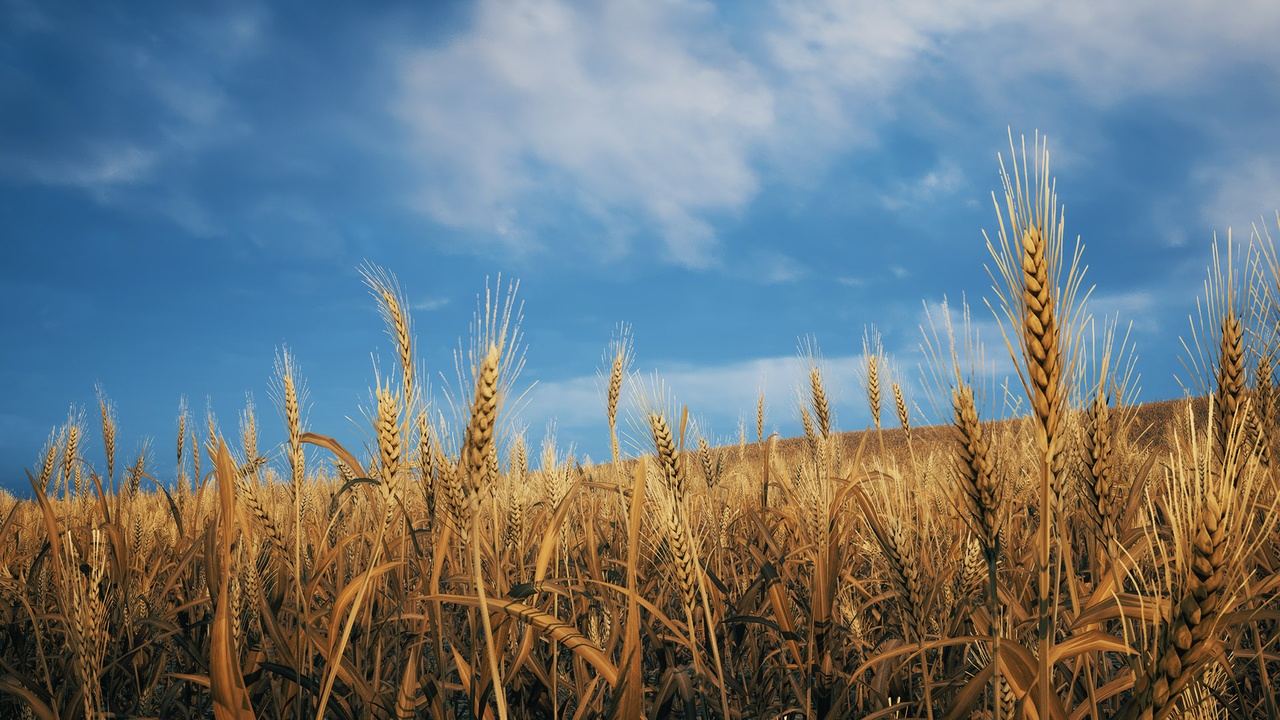 商品 Nanite Foliage - Wheat Field 的媒体 1