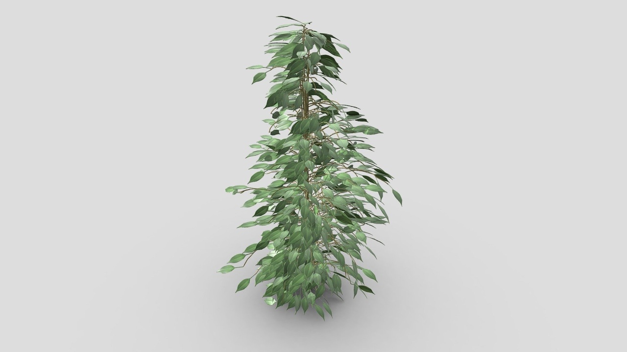 Media 1 for listing Ficus_Benjamina--remodeled1