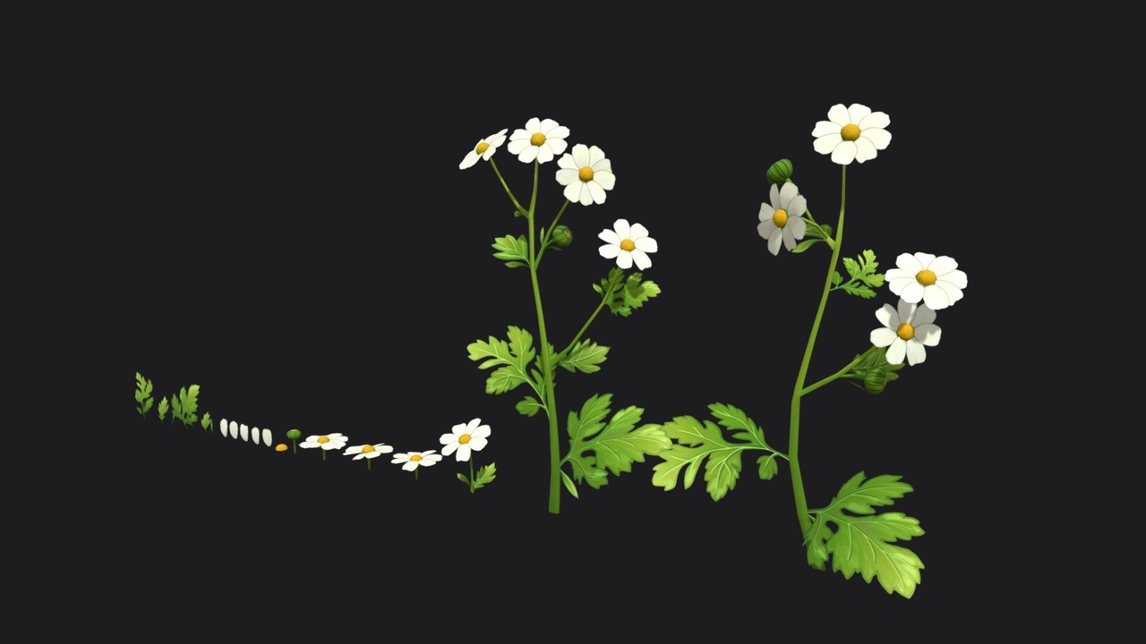 Media 1 for listing Feverfew stylized plant