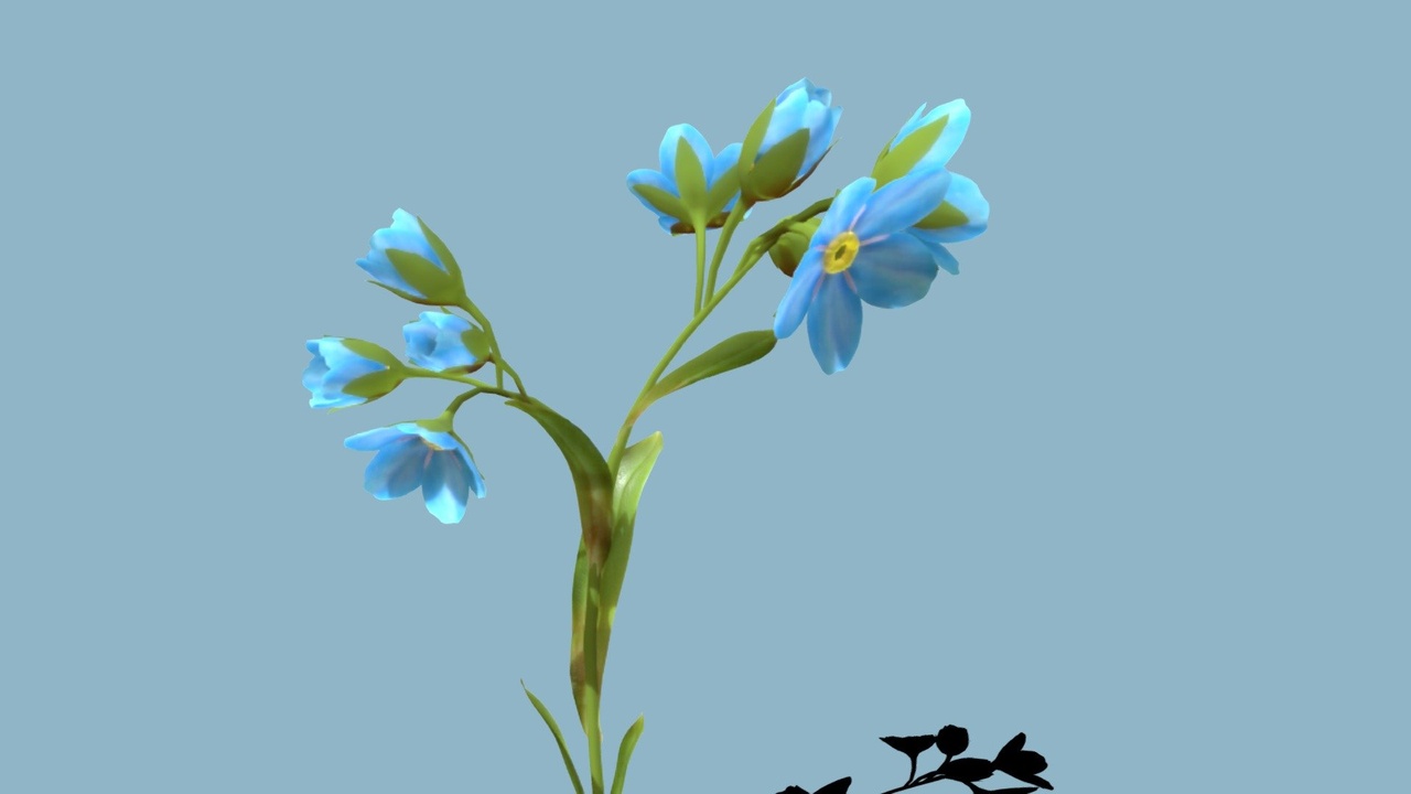 Media 1 for listing Animated blooming Myosotis