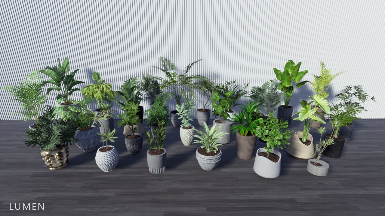 Media 1 for listing Tropical House Plants 3