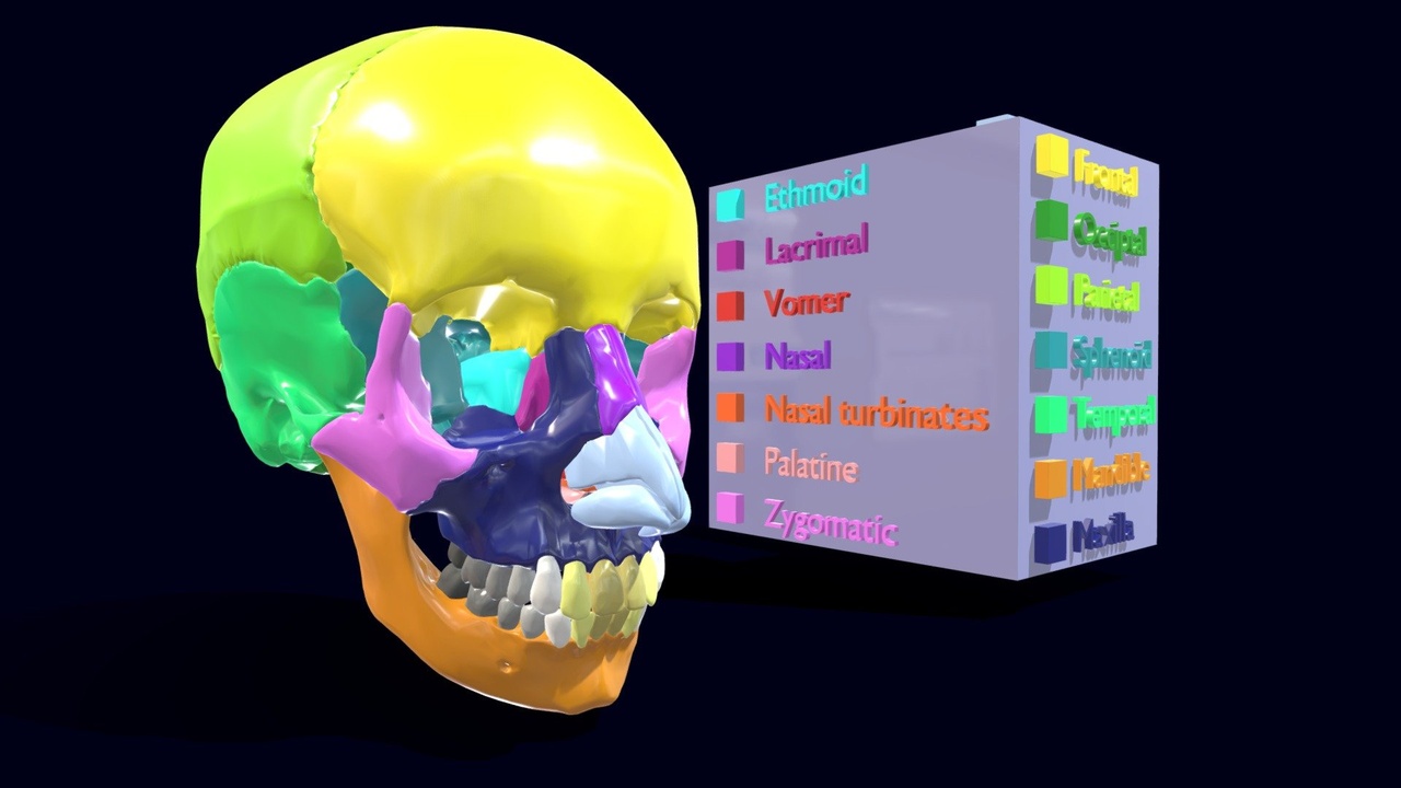 Medios 1 para el artículo Skull bones colored separable labelled